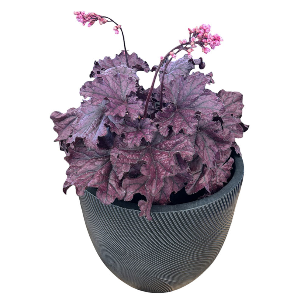 UrbanLITE Helix Egg Pot - Black - Flower Pot